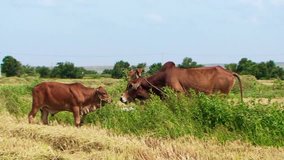 Two brown asian cows kissing on the rice fields during the harvesting. HD 1080p.