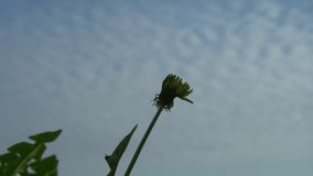 Dandelion blossoms on background of sky. Time lapse. Full HD 1080 video footage. 
