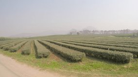 Footage of motion view along Tea field