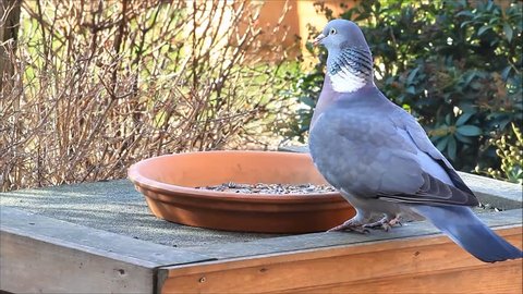 dove, pigeon, big, fodder, feeding bird food, winter 
 
