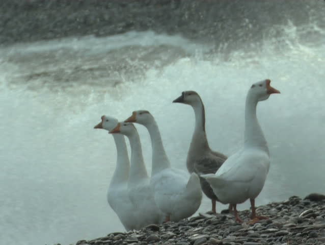 geese at the waters edge, canada