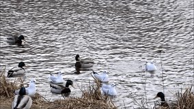 Ducks and seagull at a river bank, nature, mallard 
