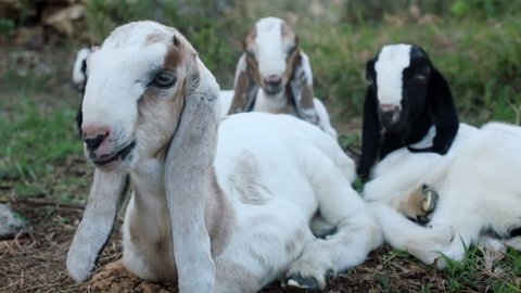 Herd of long eared Anglo Nubian baby goats