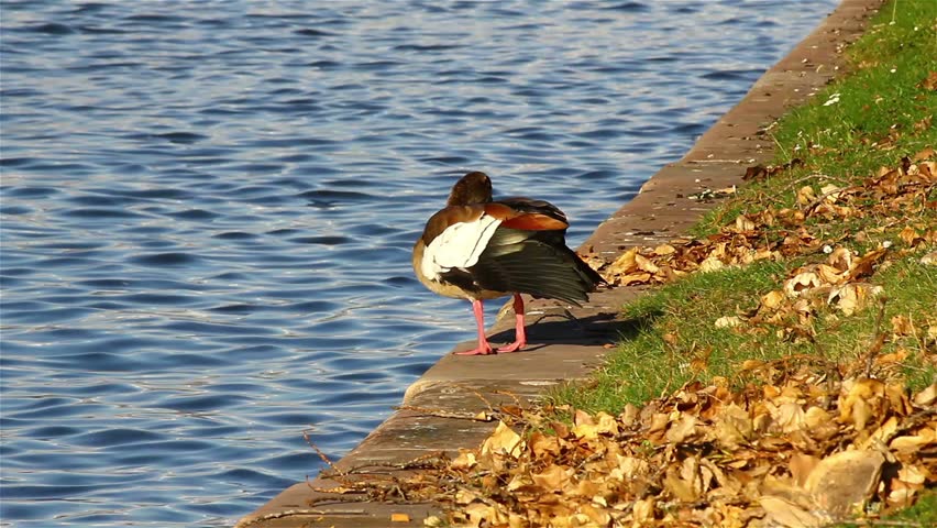 Egyptian goose at river