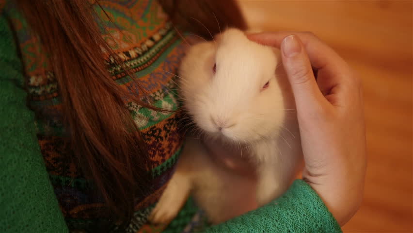 white rabbit with red eyes, girl stroking rabbits, small furry bunnies