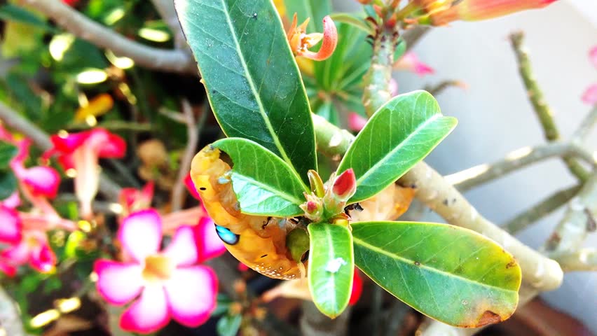 Oleander Hawk Moth Caterpillar Eating Stock Footage Video (100% Royalty ...