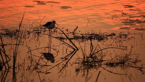 Silhouette of birds in the evening time in Thailand
