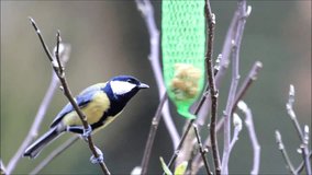 blue tit on bird fat fodder, winter, spring

