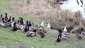 Ducks and seagull at a river bank, nature, mallard 

