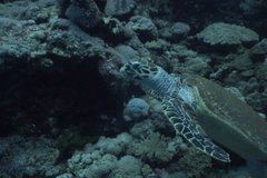 underwater diving video
