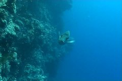 underwater diving video