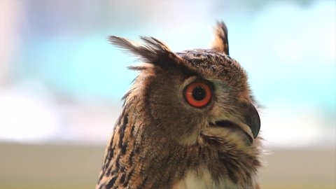 4K. Eagle Owl (Eurasian eagle owl) Bubo bubo. Video Ultra HD. 4096x2304