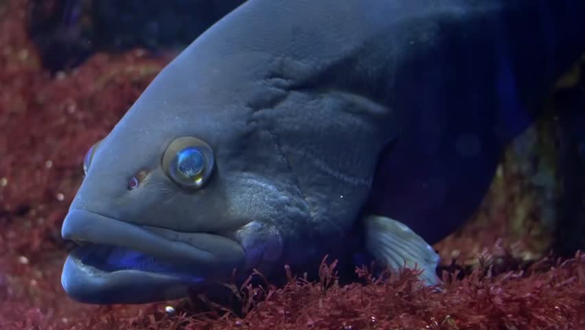 rouper close up 