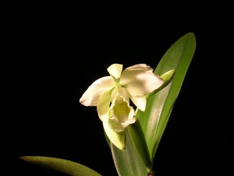 A large white Cattlea orchid opens in this time-lapse view.