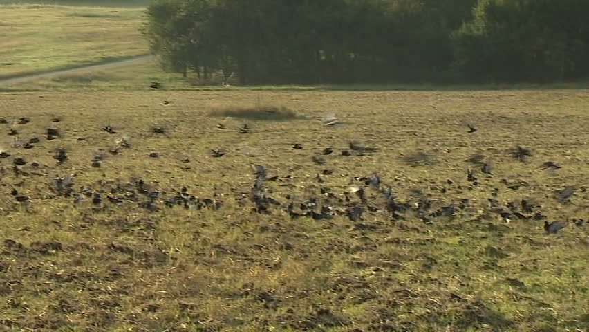 Flock of birds