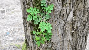 Chelidonium majus and Robinia pseudoacacia. Plant symbiosis: greater celandine growing on bark of stem of black locust tree. Medicinal herb used in both traditional pharmacology and phytotherapy