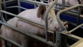 Pig in the pen ; Breeding sows in stalls on modern pig farm,video clip