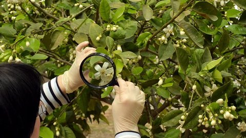 Botanist is checking lemon tree flowers with magnifying glass