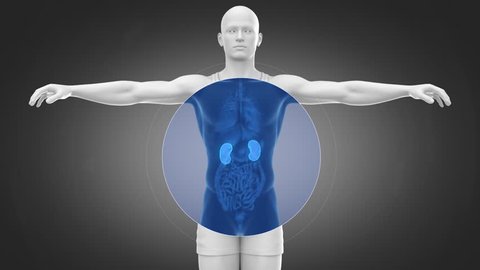 Urinary system scan - kidney, bladder