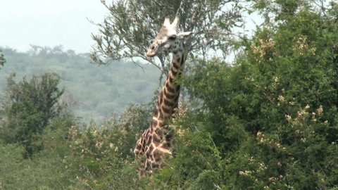 AKAGERA, RWANDA, JANUARY 2015: A giraffe eating some leafs in the middle of forest in the Akagera national park.