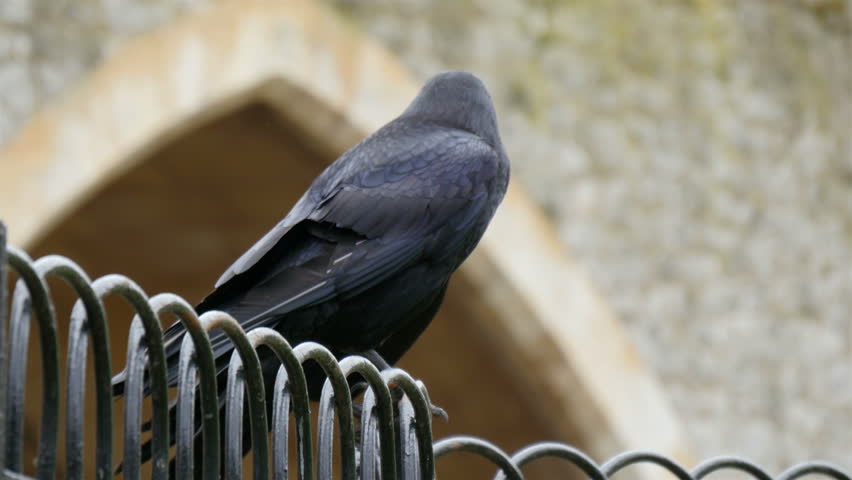 Two black raven on the edge of the fence surrounding the tower of London in 4K