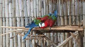 Cute colorfull parrot video