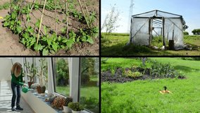 Woman watering cactus, flowers, beans and tomato plants. Greenhouse conservatory houses in garden. Montage of video footage clips collage. Split screen. Black angular frame. 4K UHDTV 2160p