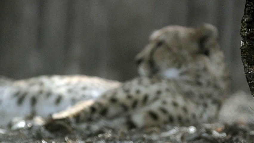 Young cheetah having rest in the shadow