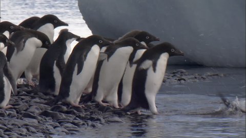 Adelie penguins (Pygoscelis adeliae), moulting juveniles and adults jumping into shallow water