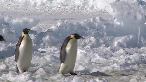 Emperor penguins (Aptenodytes forsteri) waddling across snow and ice, Cape Washington, Antarctica