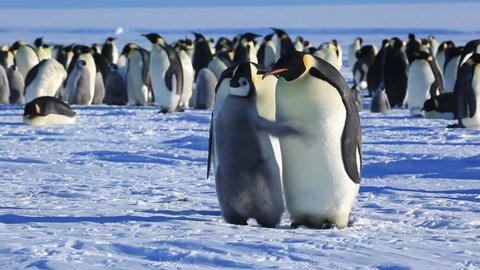 Emperor penguin (Aptenodytes fosteri) chick flaps in front of adults