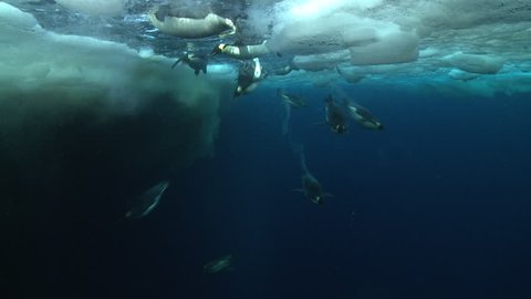Emperor penguins (Aptenodytes forsteri) swimming near the ice edge and diving, some bubble trails, underwater, Cape Washington, Antarctica