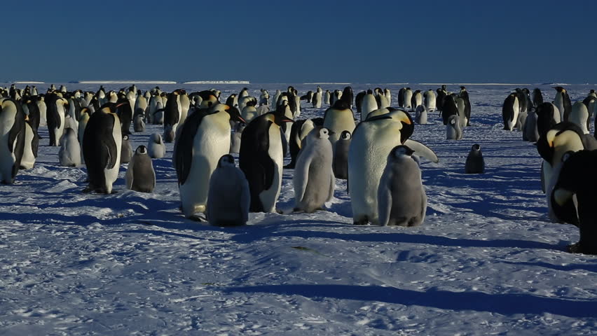 Emperor penguins (Aptenodytes fosteri) at colony | Shutterstock HD Video #9322214
