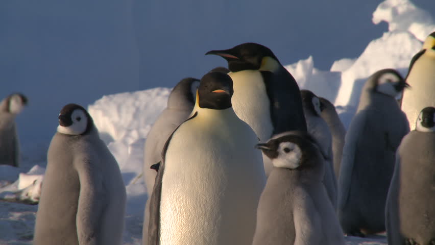 Emperor penguins (Aptenodytes forsteri), chicks and adult at colony, chick begs and is fed, Cape Washington, Antarctica Royalty-Free Stock Footage #9322223
