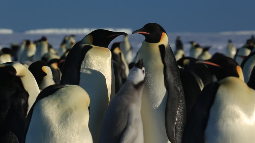 Emperor penguin (Aptenodytes fosteri) pair at colony. Chick begs while adults display Royalty-Free Stock Footage #9322238