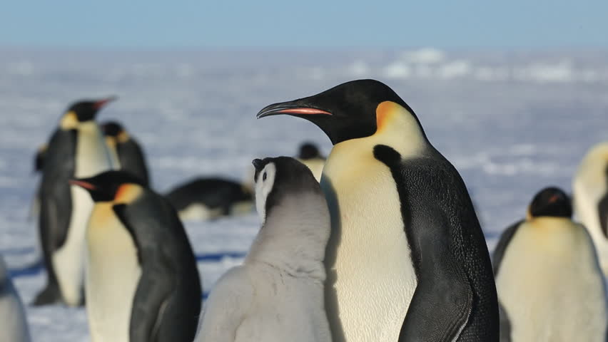 Emperor penguin (Aptenodytes fosteri) adult feeds chick Royalty-Free Stock Footage #9322589