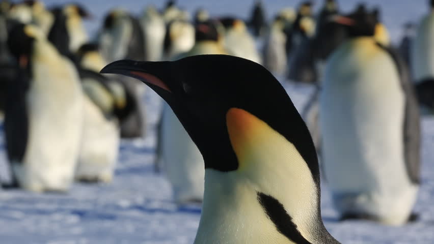 Emperor penguin (Aptenodytes fosteri) adult Royalty-Free Stock Footage #9322592