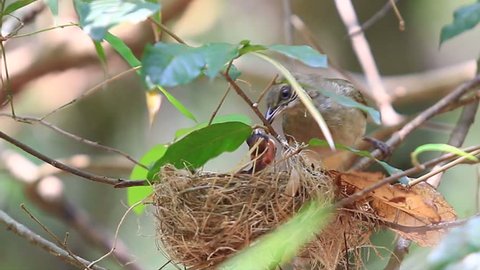 4K. Birds were feeding Streak-eared Bulbul (Pycnonotus blanfordi) in nature in Thailand. Video Ultra HD, 4096 x 2304