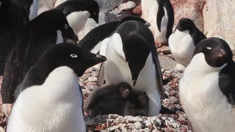 Adelie penguin (Pygoscelis adeliae) med close chicks under parent feeding, Antarctica