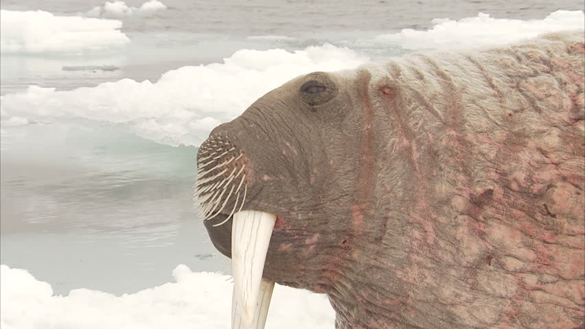 Walrus,Odobenus rosmarus, adults on ice floes, Manning Island, Nunavut, Canada