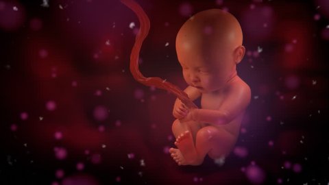 Human baby moves gently inside a mother's womb