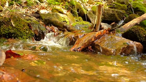 Small creek in forest