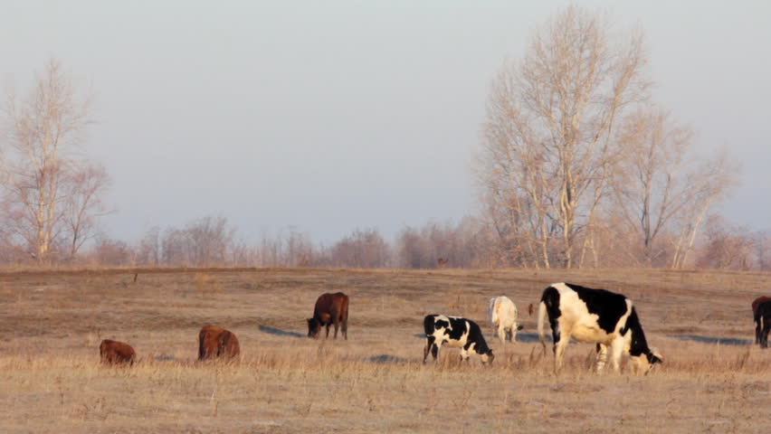 cows on autumn dry pasture - farm scene timelapse