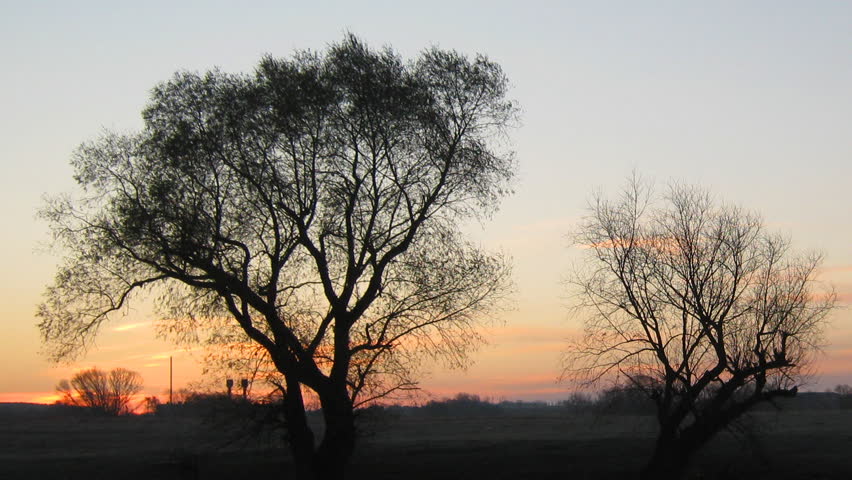 sunrise landscape with tree and lake