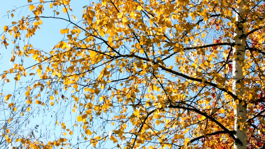 autumn bright yellow birch leaves