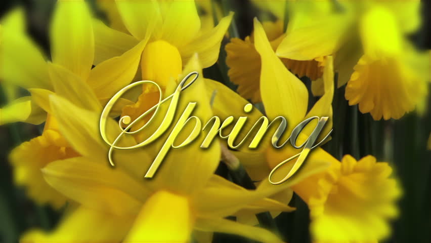 Beautiful Spring Daffodils blowing in the Spring breeze with the legend of "Spring" in script lettering in the middle of screen.
