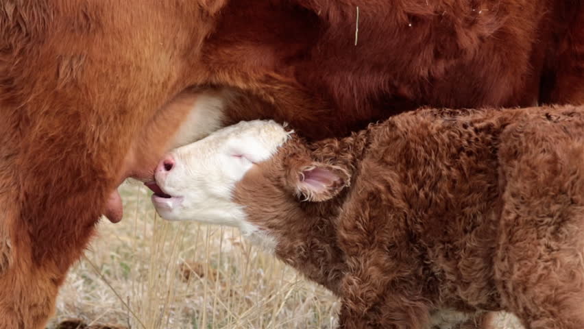 New born calf first suck on mother cow. Small farm or ranch operated by a family. Hungry and wanting to drink milk from udder. Livestock ranching. Cow gives birth to one calf each spring. Royalty-Free Stock Footage #9341768