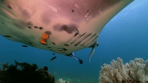 manta ray close up