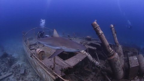 Shark and wreck in Bahamas