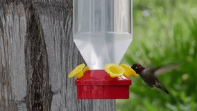 A tiny hummingbird takes a drink of nectar in UHD video